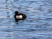 Reiherente Männchen